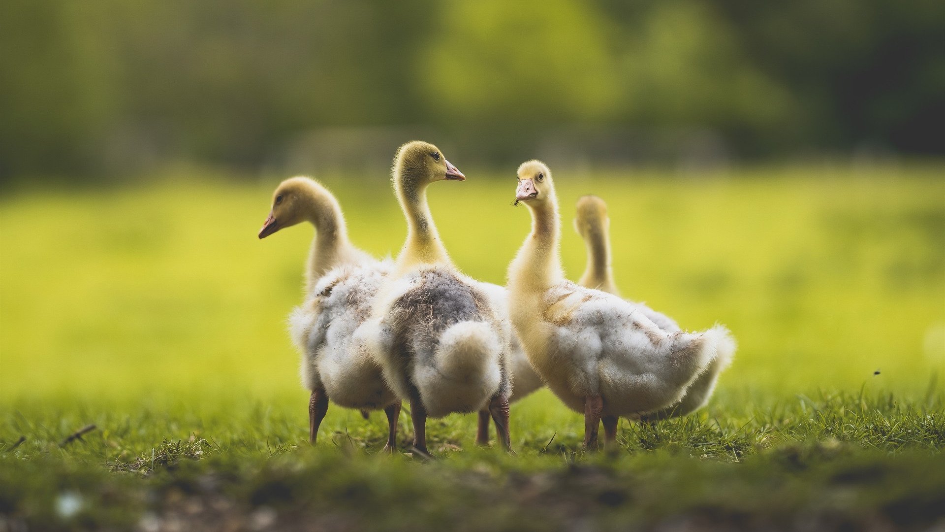 切尔西战术调整见成效，迎来连胜潮，切尔西战术打法