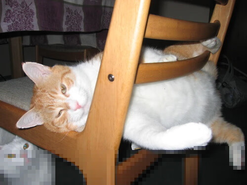 JiuyouAPP下载-_趣味运动会：家庭、社区新体验_，家庭趣味运动会方案