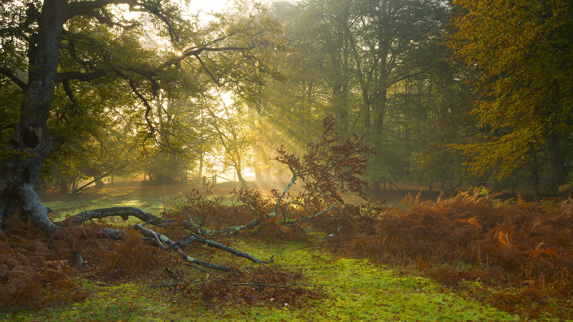 “智能判罚系统的信任危机：科技在裁判中的应用效果与未来突破”